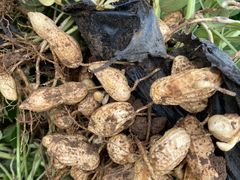 -庞各庄翠芳园西瓜蔬菜基地采摘园