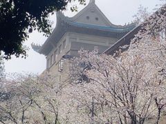-武汉大学-樱园