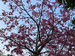 -神光山国家森林公园