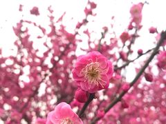 -杭州半山国家森林公园