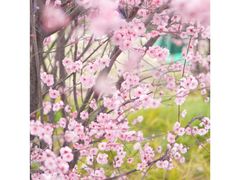 -张坝桂圆林公园