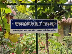 -白洋淀风景区