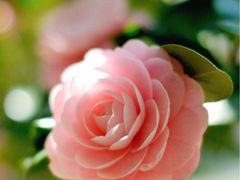 -上海佘山国家森林公园西佘山园