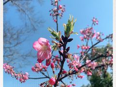 -顾村公园