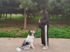 -北京京卫宠物寄养训练中心
