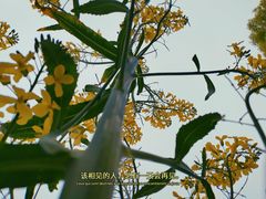 -上海辰山植物园