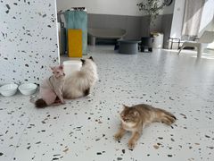 -米宠家·撸猫猫咖小萌宠·猫咪洗澡·猫咪寄养(高新大都荟店)