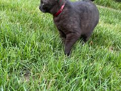-PETKIT 小佩宠物·德文赛凯猫舍