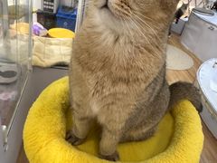 -COLOR PETS 撸猫馆·购猫·猫咖(长风大悦城店)