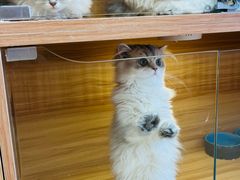 -猫十亿·布偶金渐层·曼基康矮脚猫舍(青年路店)