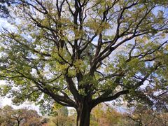 -京都御所