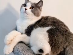 -瑞派名望24h动物医院异宠专科·猫专科·骨科·重症监护分院