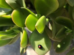 -陈记栗子(长宁路店)