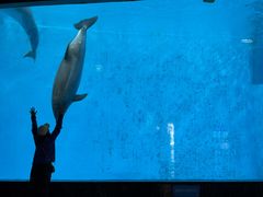 -海合安成都极地海洋公园
