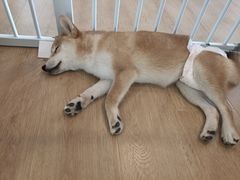 -南京Hallo宠物乐园·哈罗犬舍·柴犬繁育基地