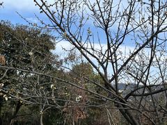 -香雪海
