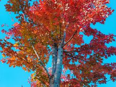 -长白岛森林公园