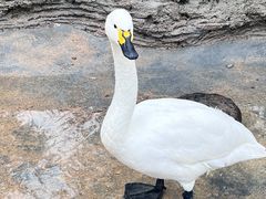 -青岛森林野生动物世界