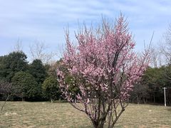 -蜀冈西峰生态公园