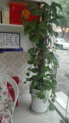 -周怡玲美容美体SPA