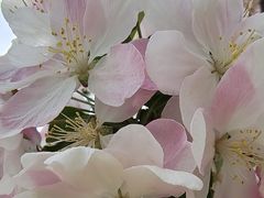 -海棠花溪(元大都城垣遗址公园)