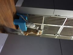 喵的天空-喵的天空名猫咖啡馆·撸猫·猫舍·用品