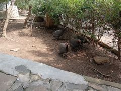 -燕塞湖鸟语林景区