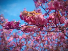 -高东镇樱花园