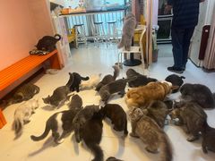 -我爱猫咪·猫咖·狗咖·安哥拉兔·羊驼咖(小寨华旗店)