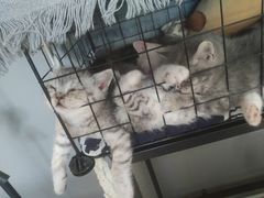 -平行世界·猫咖(首经贸店)