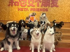-和它·交个朋友·狗咖猫咖(爱琴海店)
