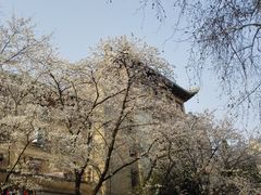 -武汉大学-樱园