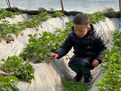 -田趣农庄草莓采摘园