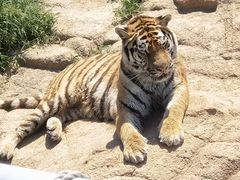 -西霞口神雕山野生动物世界