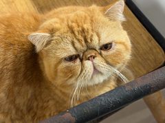 -豆逗聊愈猫阁Easy Life