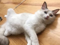 -酷豆宠物咖啡·宠物美食·撸猫馆