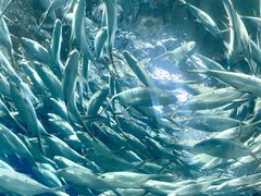 -上海海洋水族馆