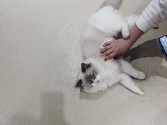 -藏猫猫咖啡主题馆(中央大道店)