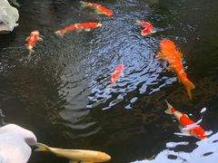 -鲤院·新中式美学·庭院餐厅(夫子庙店)