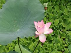 -荔湾湖公园