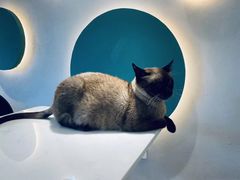 -飞行喵MR PILOT|猫舍·猫咖(静安大融城店)