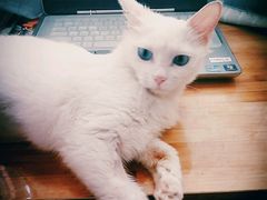 -芭比堂动物医院·犬猫全科·异宠专科(雁塔分院)
