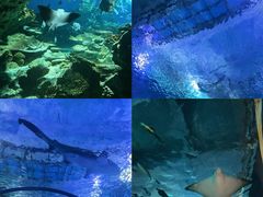 -海合安武汉极地海洋公园