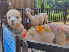 -太湖龙之梦