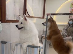 -共舞时光猫咖·狗咖(新街口店)