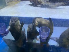 -华夏文旅海洋公园