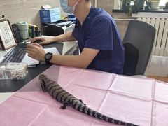 -北京观赏动物医院·24小时大型综合·猫专科·异宠专科