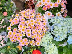 -循礼门鲜花花市(武汉循礼门店)