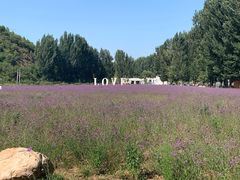 -紫海香堤香草艺术庄园