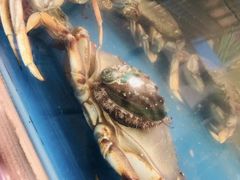 -盒马鲜生(大成店)